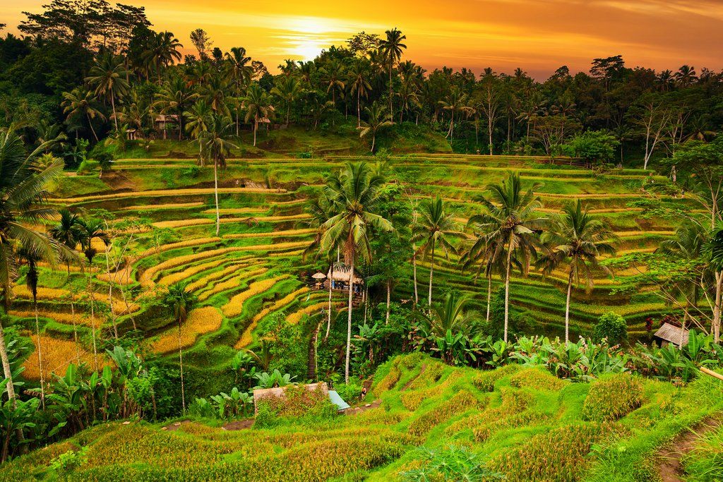 Bali low cost imagen 3