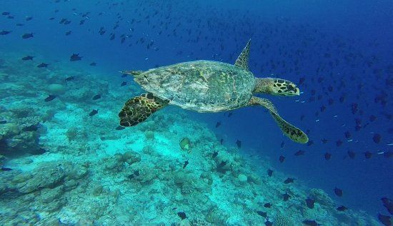 Tailandia con Maldivas imagen 6